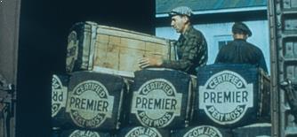 Poreklo Prosigma deževnica