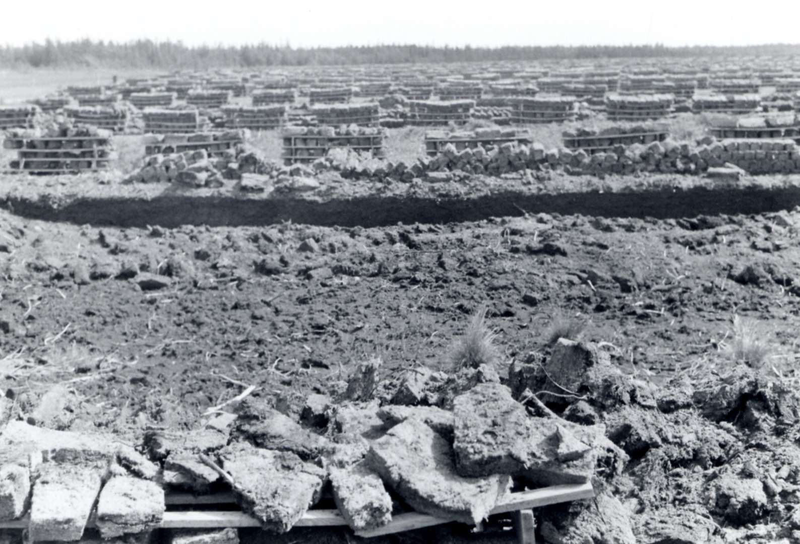 Poreklo Prosigma deževnica